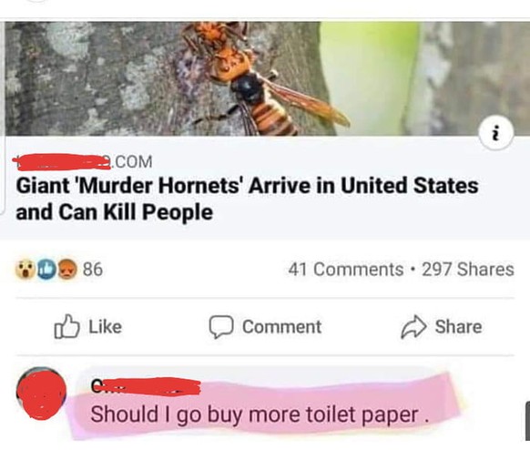 Die «Mörder-Hornisse» taucht in den USA auf – und sorgt bei Imkern für Angst und Schrecken
Be prepared