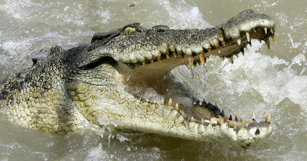 A large saltwater crocodile shows aggression as a boat passes by on the Adelaide river 60 kilometers (35 miles) from Darwin in Australia's Northern Territory, Saturday, Oct. 15, 2005. Crocodiles  ...