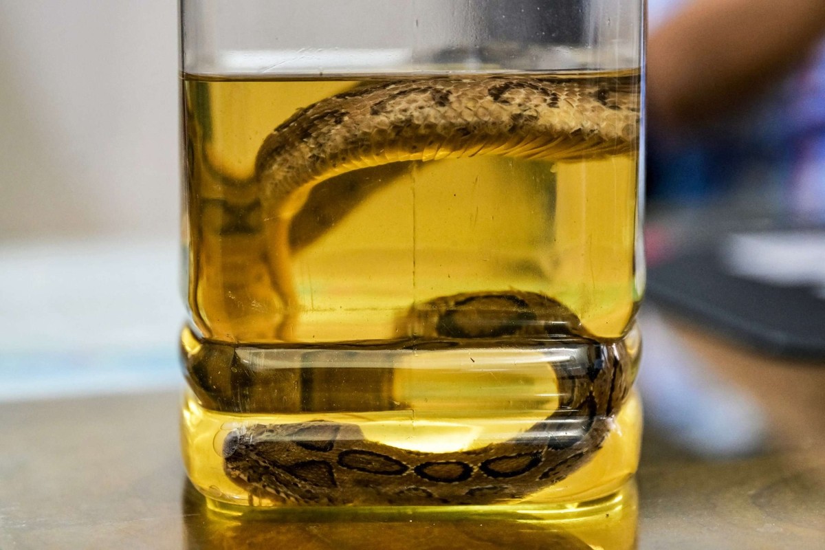 Dans les marécages qui bordent le puissant fleuve Padma au Bangladesh, les serpents qui rampent dans les villages sont devenus une menace incessante, semant la terreur parmi les habitants et submergea ...