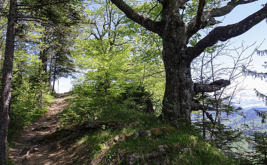Wilket Gratweg Wilkethöchi Frühlingswanderung Schweiz beste Wanderung