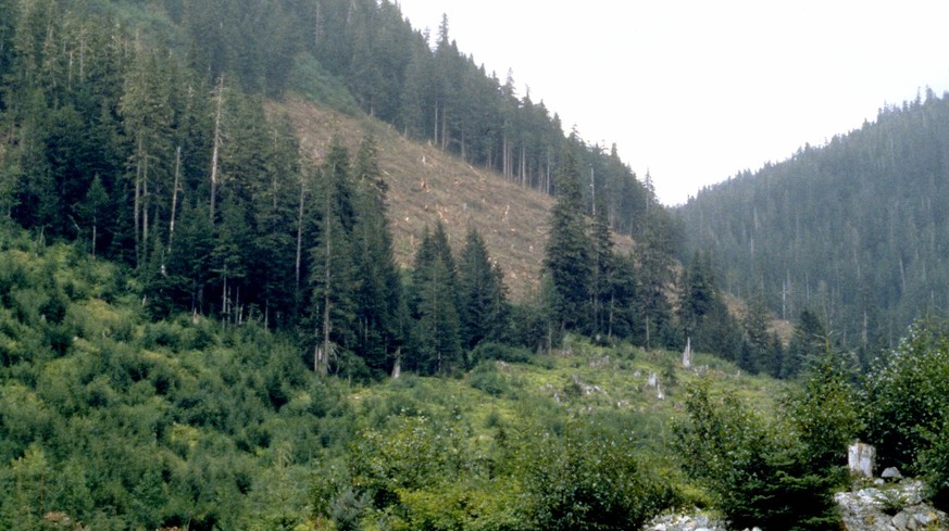 FILE - This undated file photo provided by the U.S. Forest Service shows a section of the Tongass National Forest in Southeast Alaska. More than 75 scientists are appealing to President Obama to creat ...