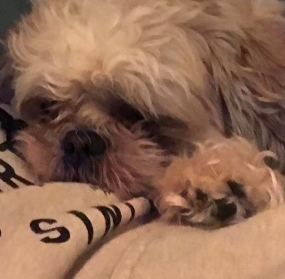 cute news tier hund

https://www.reddit.com/r/mildlyinteresting/comments/acwhwc/our_dogs_paw_looks_like_a_miniversion_of_him/