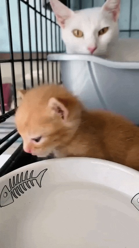 Animiertes GIF