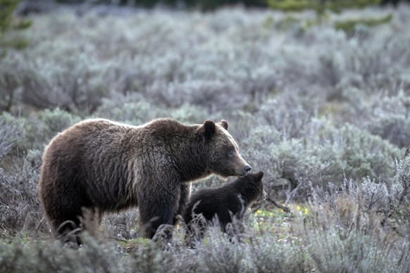 FILE - In this undated photo provided by Grand Teton National Park a grizzly bear known as No. 399 walks along side a cub. (C. Adams/Grand Teton National Park via AP, File)
Famous Grizzly Offspring Ki ...