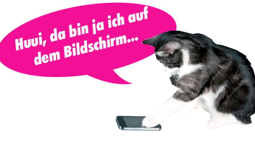 Welchen Promis gehören die Kätzchen? Wir päsentieren: das Katzen-Rätsel