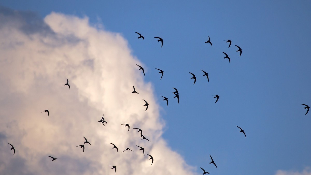 Der Sommer ist da – und zwar wegen diesem Vogel (und nein, es ist nicht die Schwalbe)