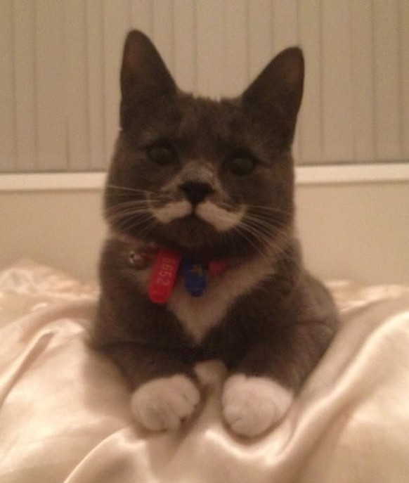 moustache