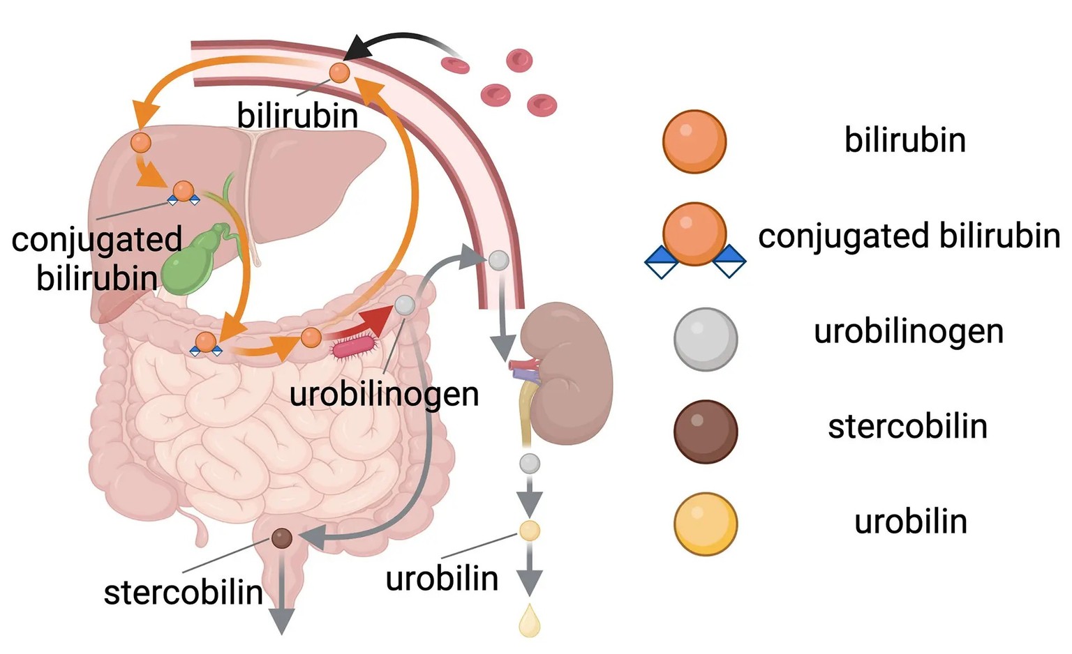 Illustrated representation of the route of heme degradation.  Important human enzymes are labeled with gray text.  https://today.umd.edu/colorful-mystery-solved-scientists-discover-enzyme-that-makes-urine-yel...