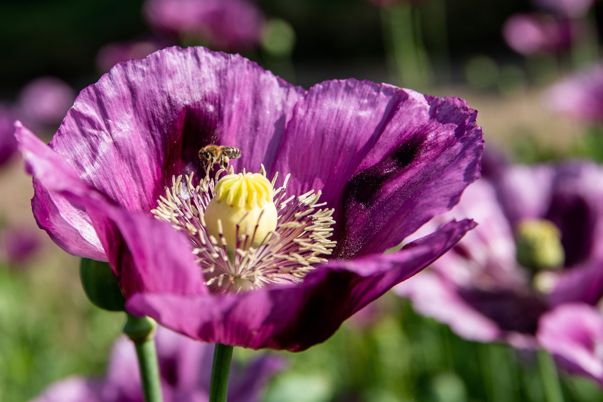 epa10647749 A honey bee collects pollen from a poppy flower in a field at Oroshaza, southeastern Hungary, 23 May 2023. EPA/Tibor Rosta HUNGARY OUT