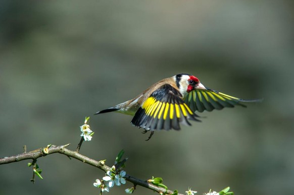 Stieglitz (Carduelis carduelis)