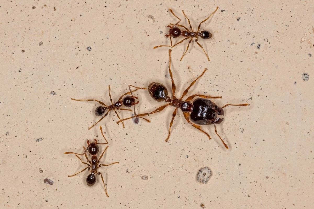 Pheidole megacephala Ameise