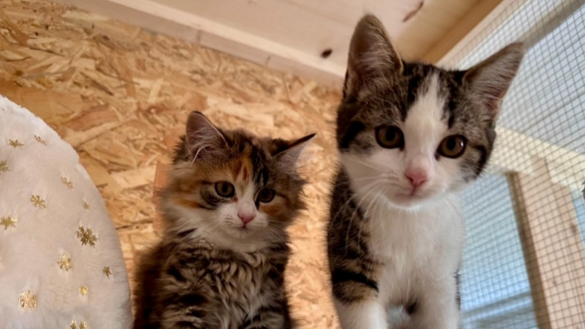 Nein-das-sind-nicht-die-Cute-News-Polizei-braucht-wegen-diesen-Katzenbabys-deine-Hilfe