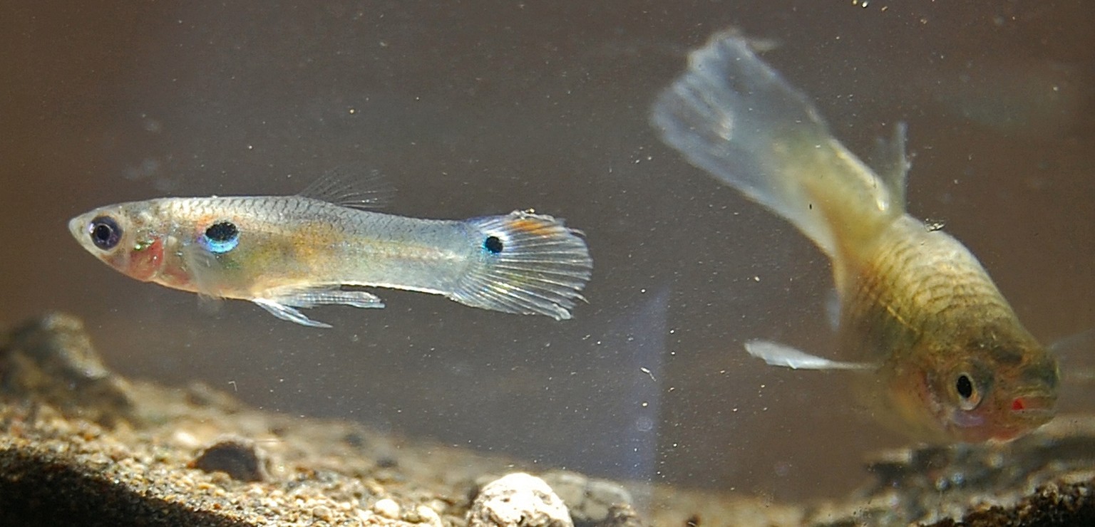 Männlicher (l.) und weiblicher Guppy.&nbsp;