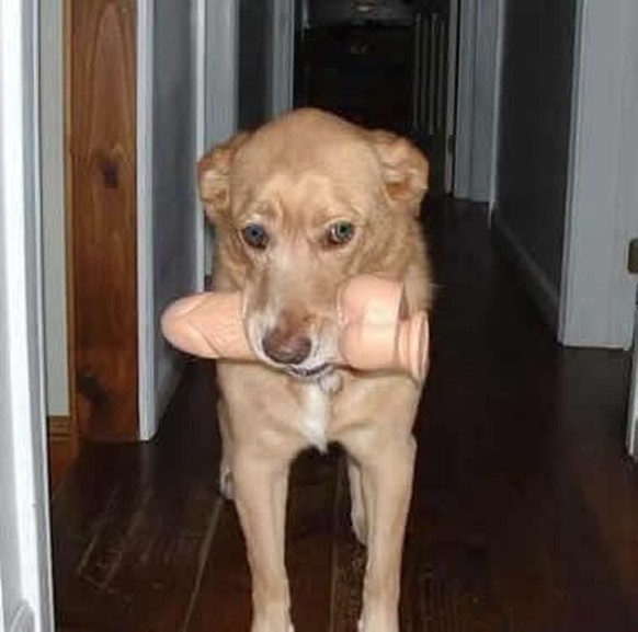 Hund mit Dildo
Cute News
https://i.imgur.com/pCi4xZg.jpg