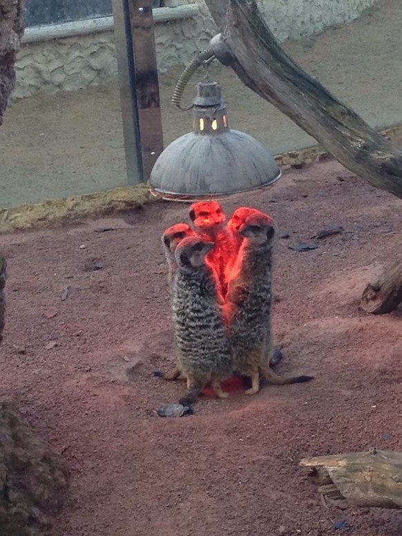 Tiere mit gruseliger Aura