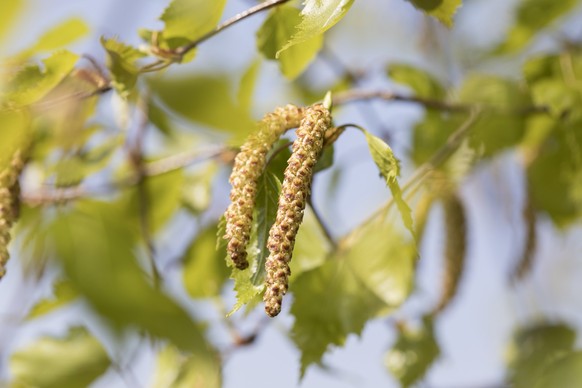 Bloosoms of a birch tree at the MeteoSwiss the MeteoSwiss centre for meteorological measurement technology of the Federal Office of Meteorology and Climatology in Payerne, in the canton of Vaud, Switz ...