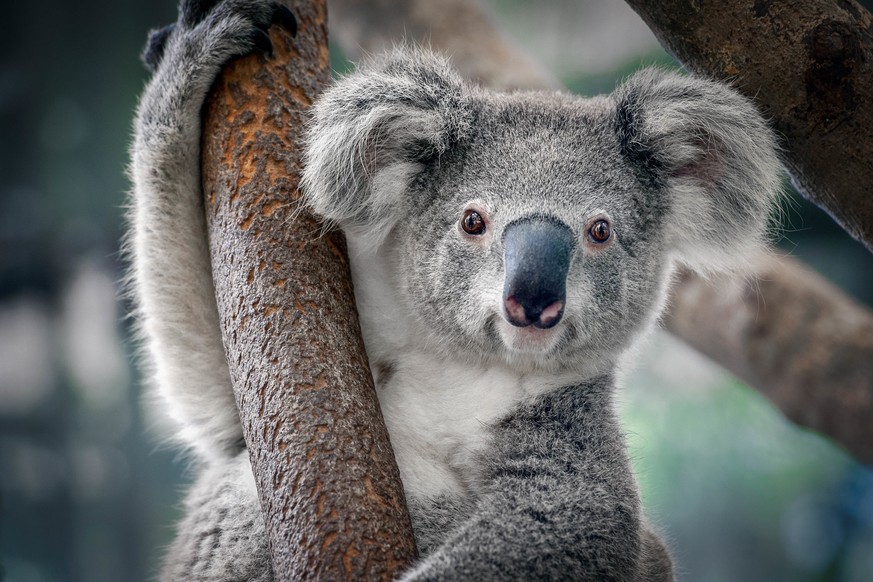 Koala (Phascolarctos cinereus) in a tree, Thailand. (Quelle: WWF)