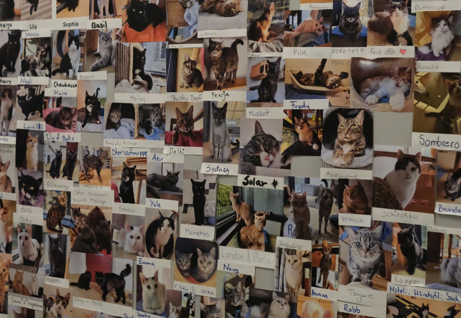 An den Wänden hängen Bilder von Katzen, für die der Zürcher Tierschutz ein Zuhause gefunden hat – mit ihren Namen.