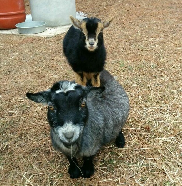 cute news animal tier goat ziege

https://www.boredpanda.com/cute-goats/