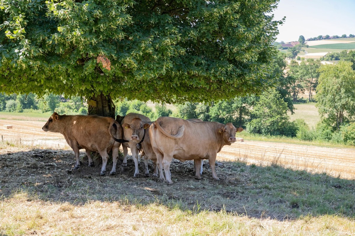 Un groupe de vaches à Ruswil (LU), à l'ombre d'un tilleul.