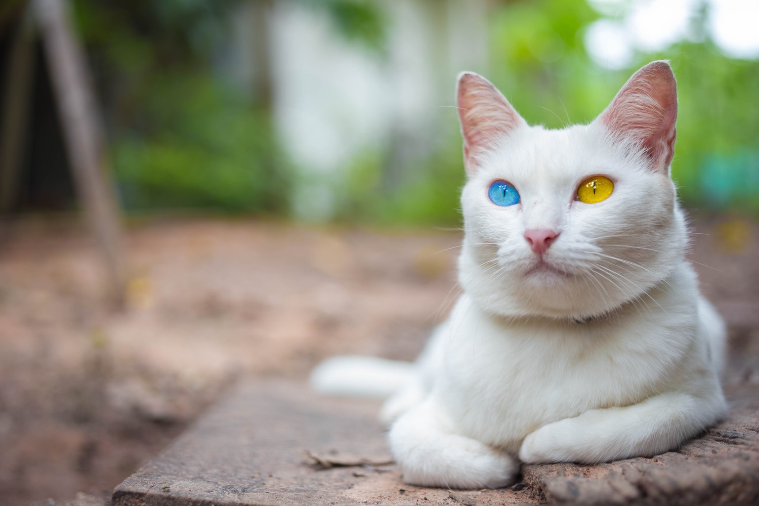 Odd-eyed Katzen mit zweifarbigen Augen. Katzenaugen