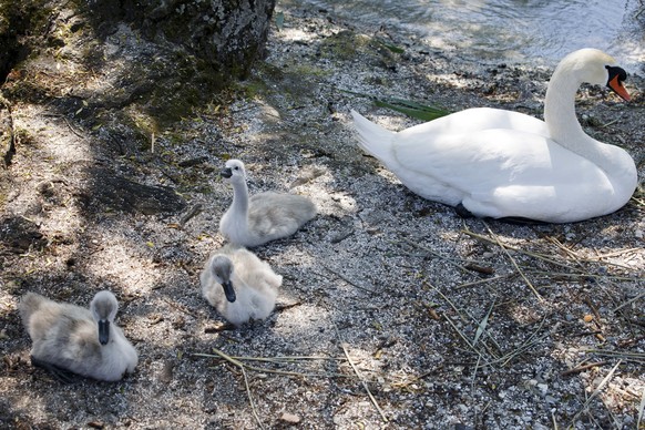 A swan watches its three cygnets on the bank of the Geneva lake, in Geneva, Switzerland, Sunday, May 28, 2017. (KEYSTONE/Salvatore Di Nolfi)