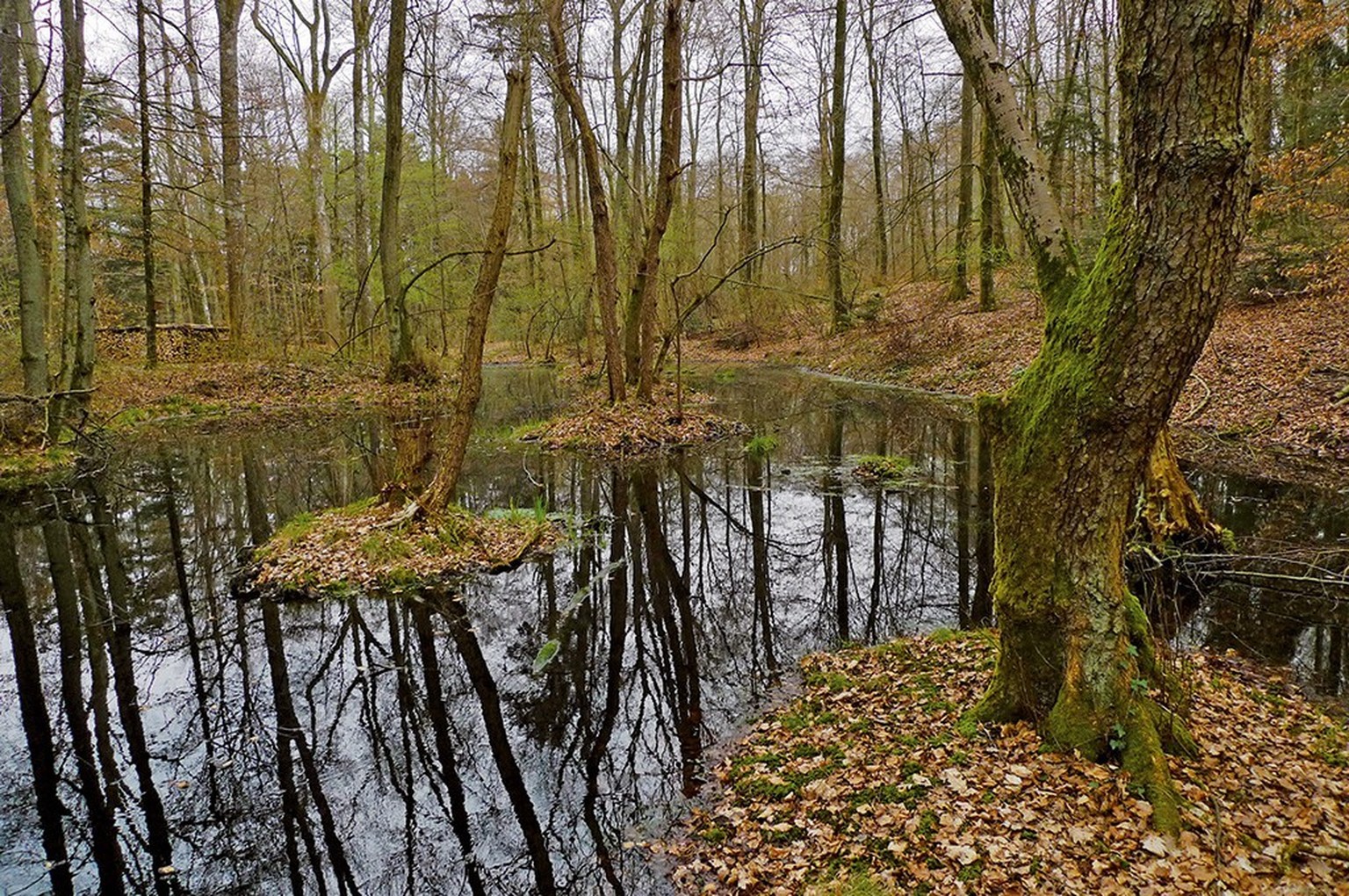 Die Fundstelle im Bärenfelser Moor ist geprägt von mehreren mit Wasser gefüllten Dolinen. Solche Orte waren bei den Kelten häufig Naturheiligtümer, in denen sie Weihegaben niederlegten.