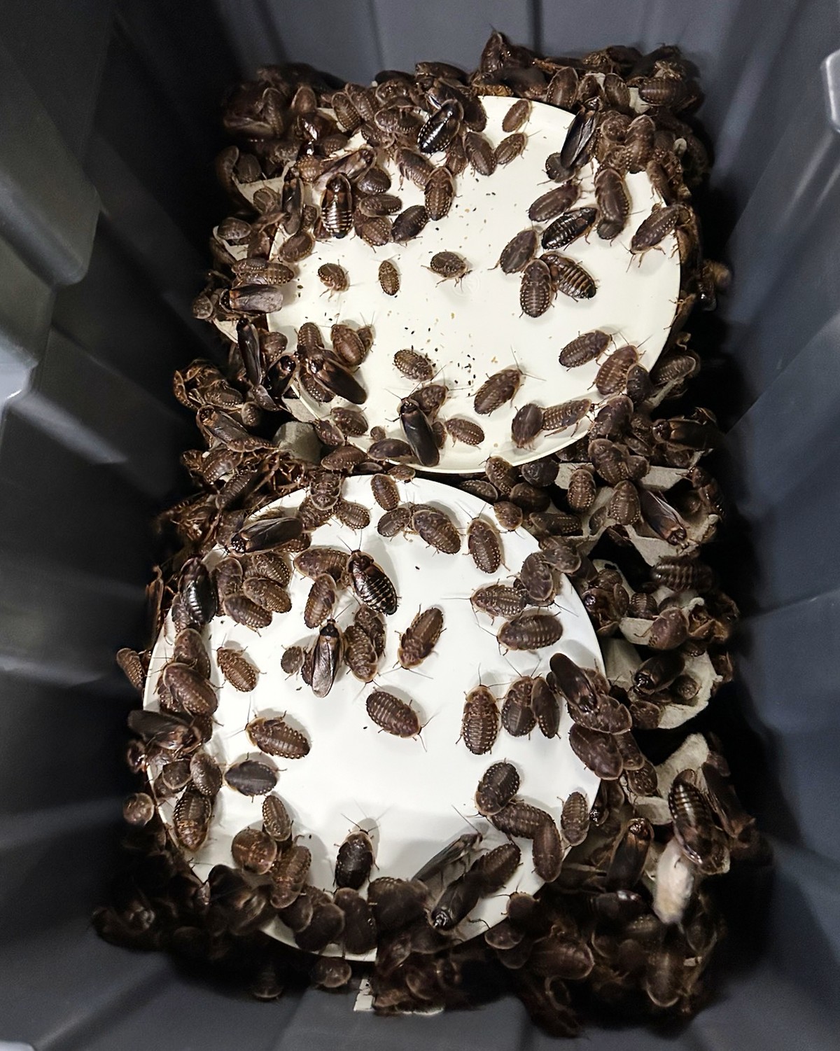 This image supplied by Australia's Department of Climate Change, Energy, the Environment and Water shows, Madagascar hissing cockroaches and dubia cockroaches, seized from a commercial breeder at ...