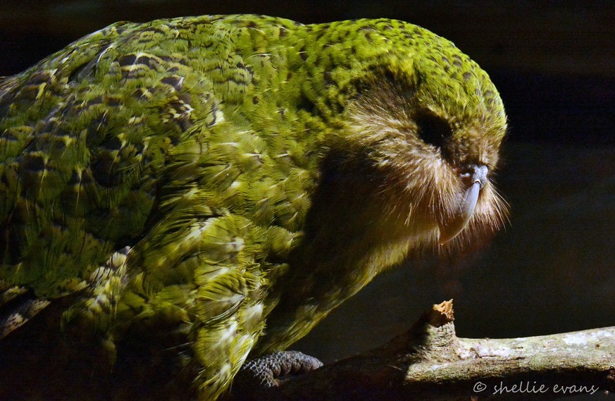 Kakapo