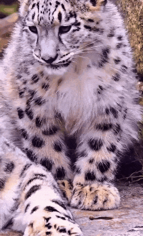 Animiertes GIF
