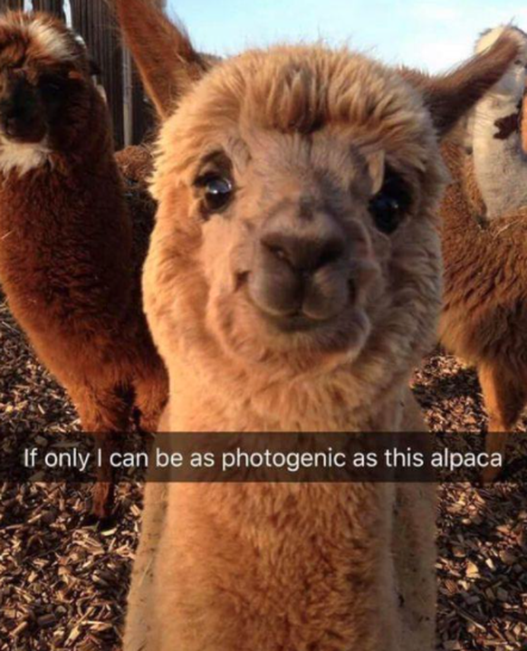 Übersetzung: «Wenn ich nur so fotogen wäre wie dieses Alpaka.»