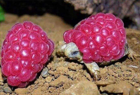 Himbeerschildkröten.
Cute News.
http://imgur.com/gallery/1UNi1
