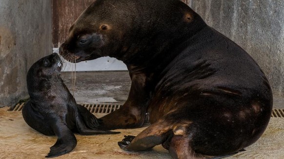 Das neue Mitglied im Kinderzoo!&nbsp;