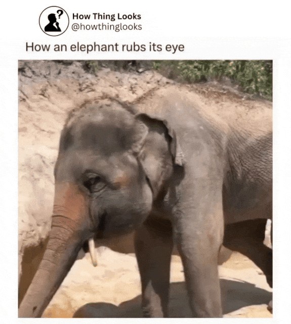 Animiertes GIF