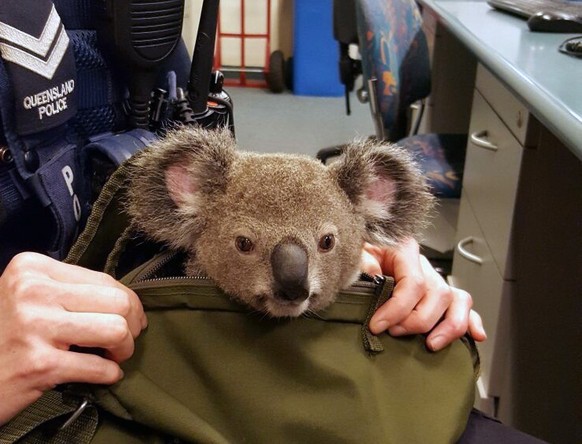 In this photo provided by Queensland Police Service and taken on Sunday, Nov. 6, 2016, a koala looks out from a handbag at a police station in Brisbane, Australia. Australian police have made an unusu ...