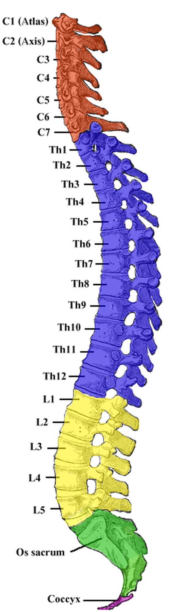 Menschliche Wirbelsäule mit Abschnitten, zuunterst das Steissbein (Coccyx)