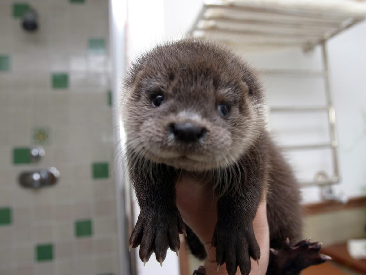 Otte / Otten
Cute News
http://imgur.com/search/score/all?q_type=jpg&amp;q_all=otter