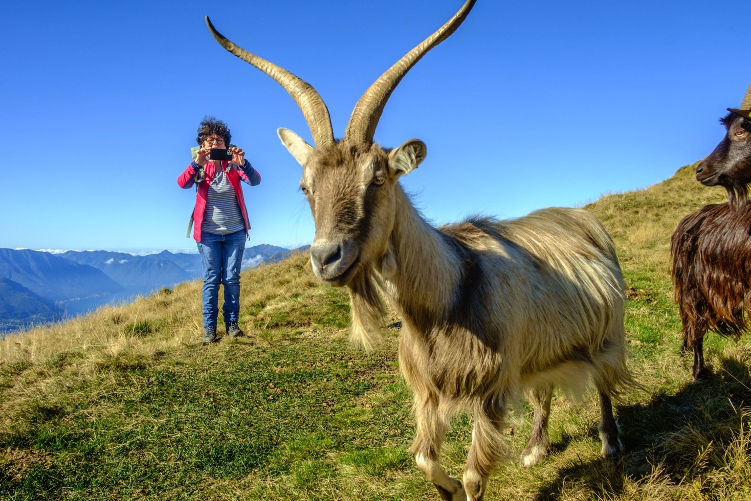 Eine Frau fotografiert mir ihrem Handy eine Herde Ziegen Capra in den Oberitalienischen Bergen um den Comersee auf dem Monte Croce di Muggio, Lecco, Lombardei, Italien.
