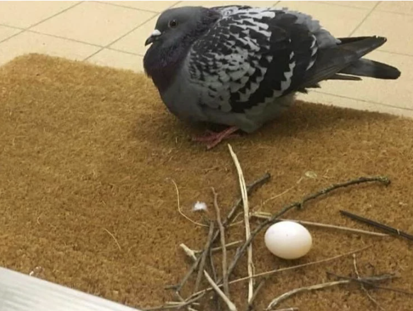 Die lustigsten Fails der Woche: Tauben beim Nestbauen