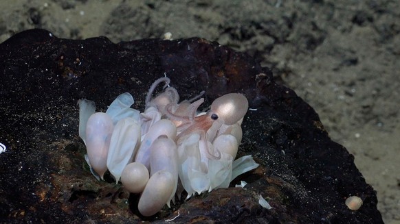 An octopus hatchling emerges from a group of eggs at a new octopus nursery, first discovered by the same team in June, at Tengosed Seamount, off Costa Rica. 

All visual assets (Images, videos, etc) c ...