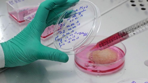 Ochakov Food Ingredients Plant produces cultured meat
MOSCOW, RUSSIA SEPTEMBER 27, 2019: Producing cultured meat in a lab at the Ochakov Food Ingredients Plant (OKPI). Vyacheslav Prokofyev/TASS (Photo ...