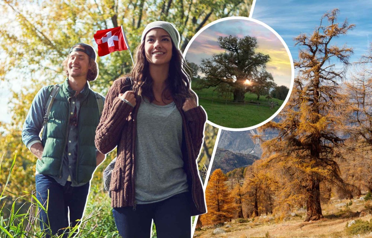 A la rencontre des arbres vénérables de Suisse romande.