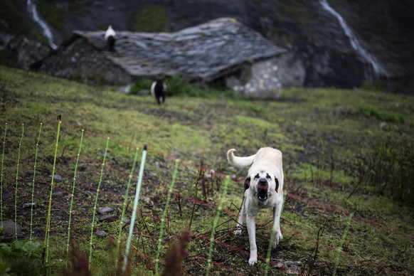 Ein Kangal-Hirtenhund und Walliser Schwarzhalsziegen, aufgenommen am Mittwoch, 26. Juli 2023, auf der Stutzalp in Spluegen. Philipp Jacobi soemmert seine 650 Schafe seit 2018 auf der Alp. Sie liegt im ...