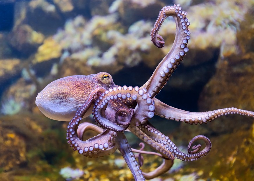 Der Oktopus gilt als Einzelgänger.