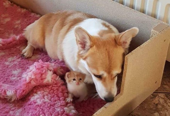 corgi hund dog

https://www.boredpanda.com/cute-funny-corgi-pictures/?utm_source=google&amp;utm_medium=organic&amp;utm_campaign=organic