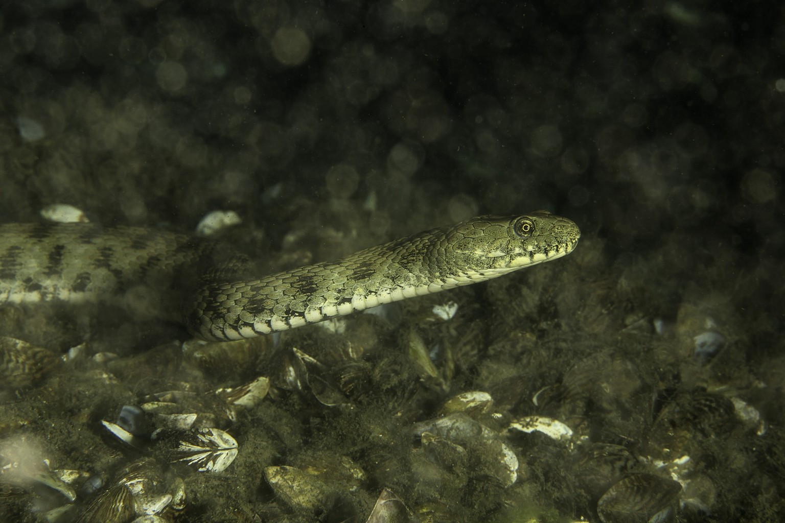 Dice snake, Natrix tessellata, Lugano lake, Ticino, Switzerland.