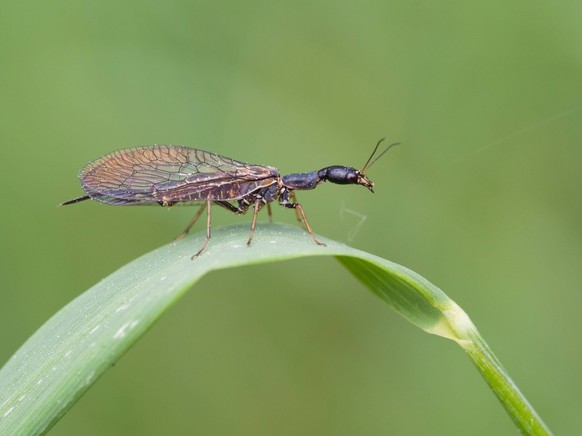 Living fossil: genome of the camelneck fly completely decoded