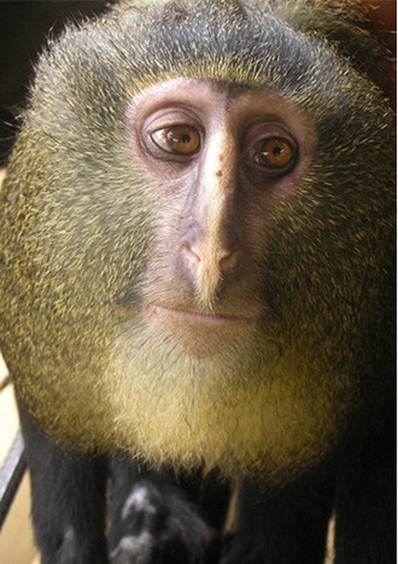 first image