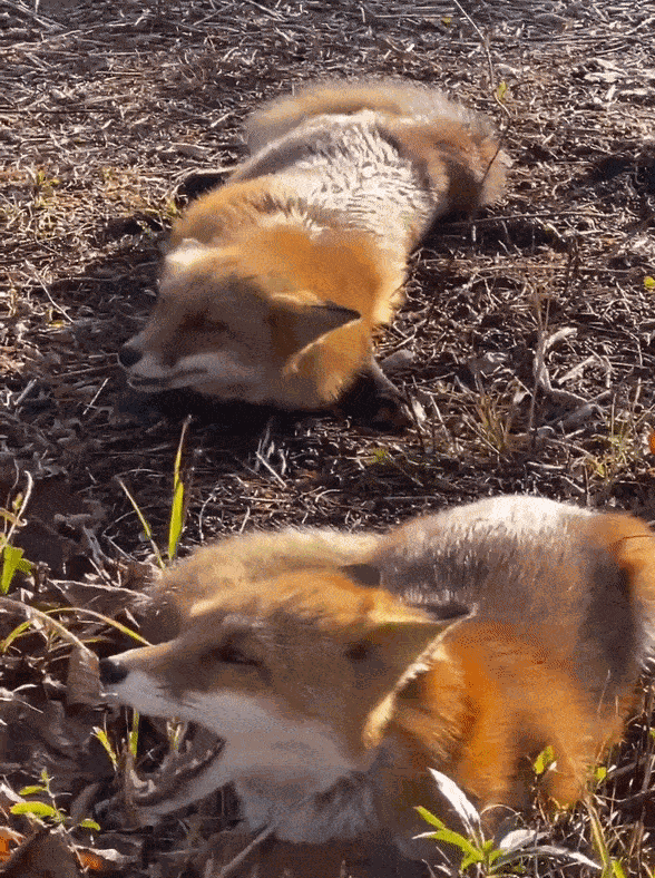 Animiertes GIF