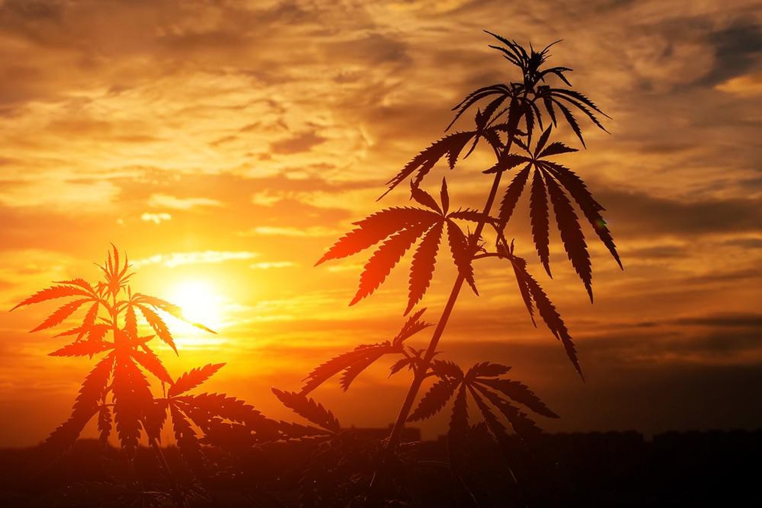 Cannabis wurde schon vor 12'000 Jahren kultiviert. 